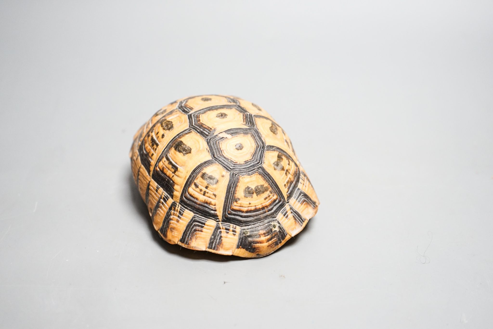 A tortoise carapace inkwell, 14cm